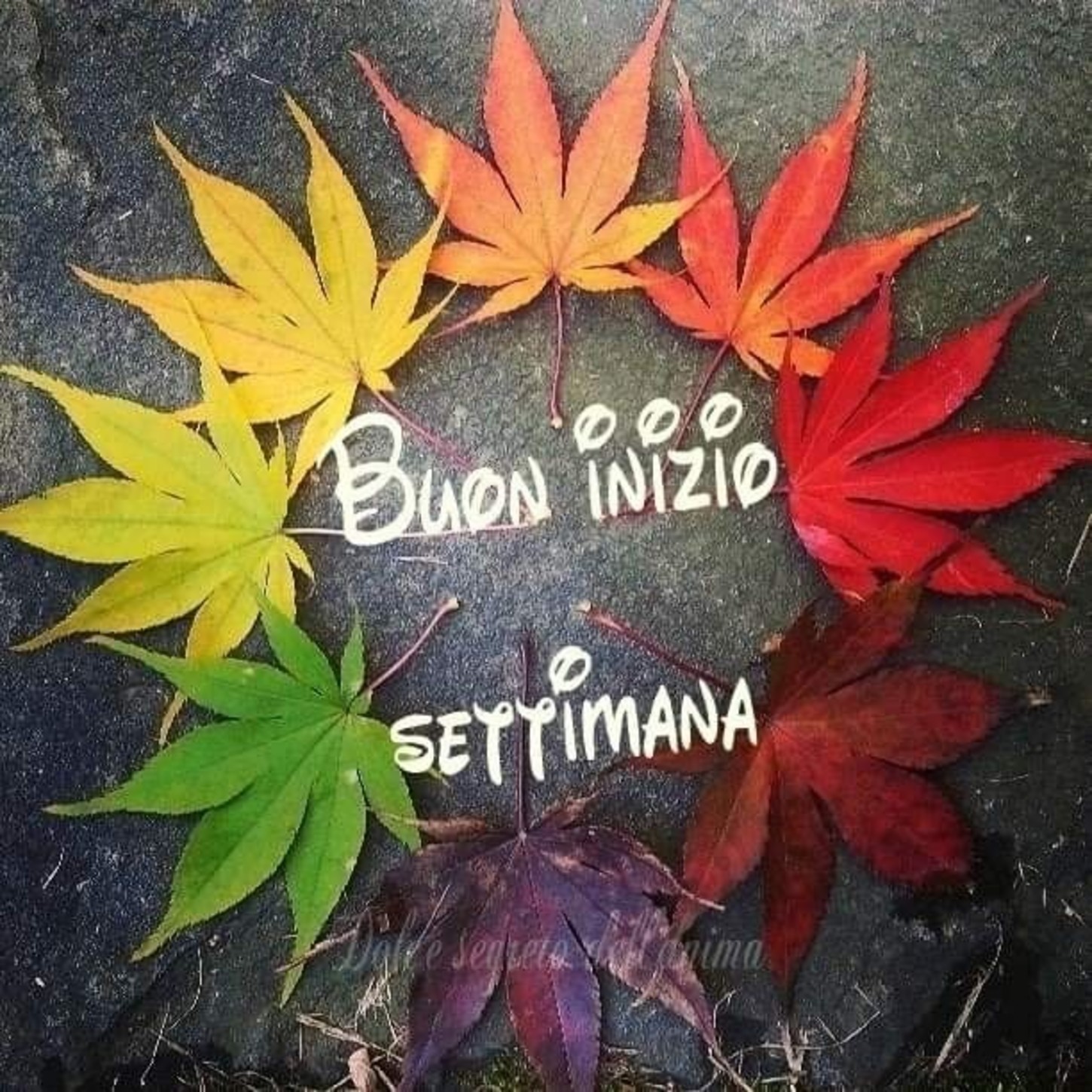 Autunno immagini Buon Lunedì