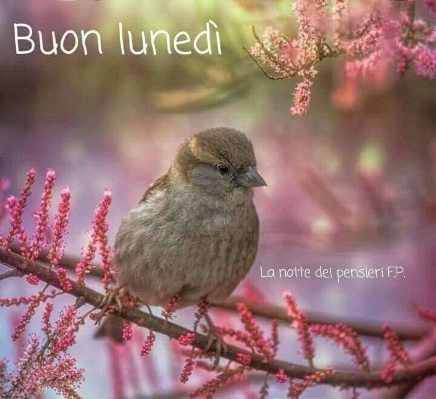 Buon Lunedì 1836