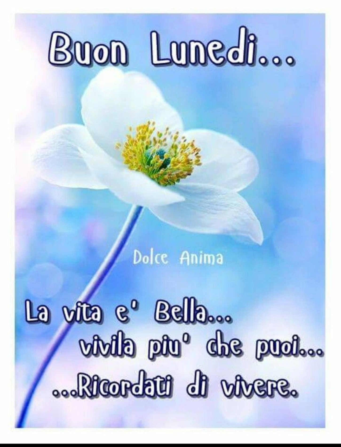 Buon Lunedì Gruppo Facebook 7684