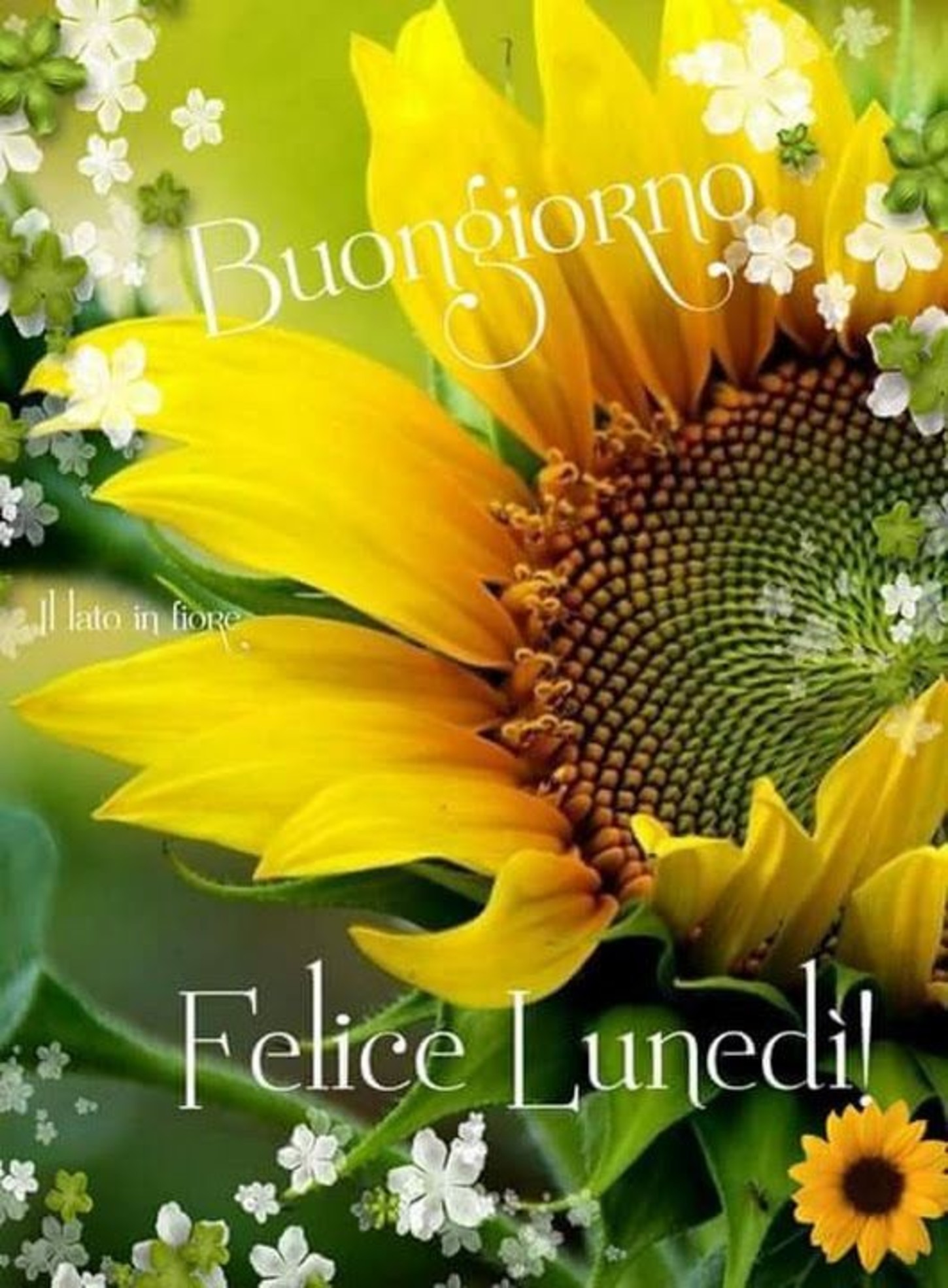 Buon Lunedì WhatsApp 7362