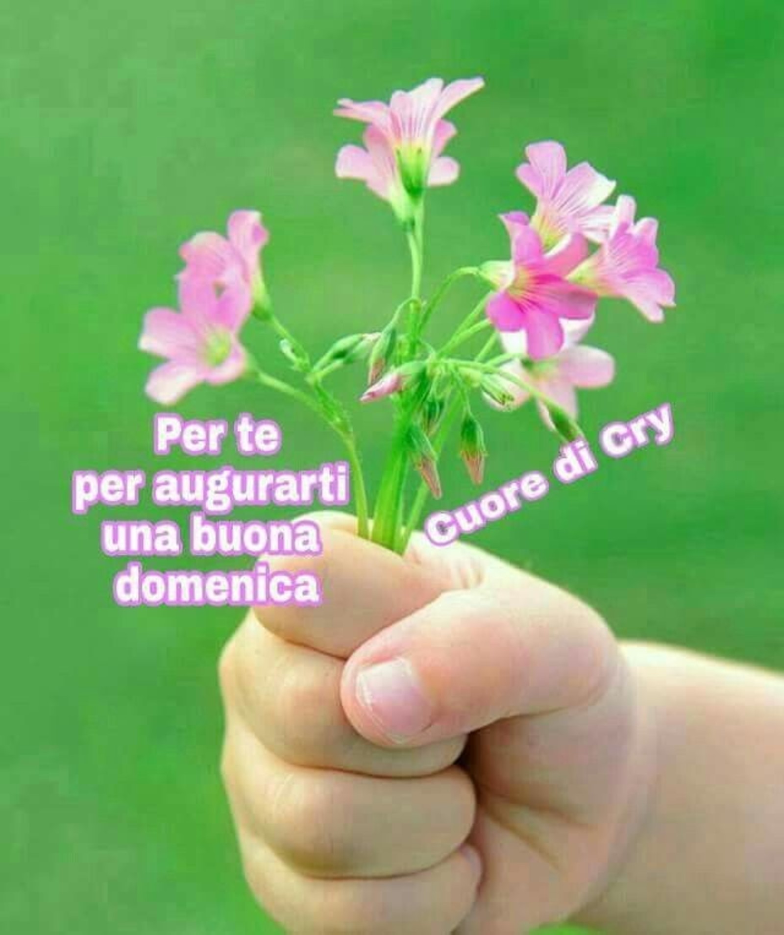 Buona Domenica immagini belle 22