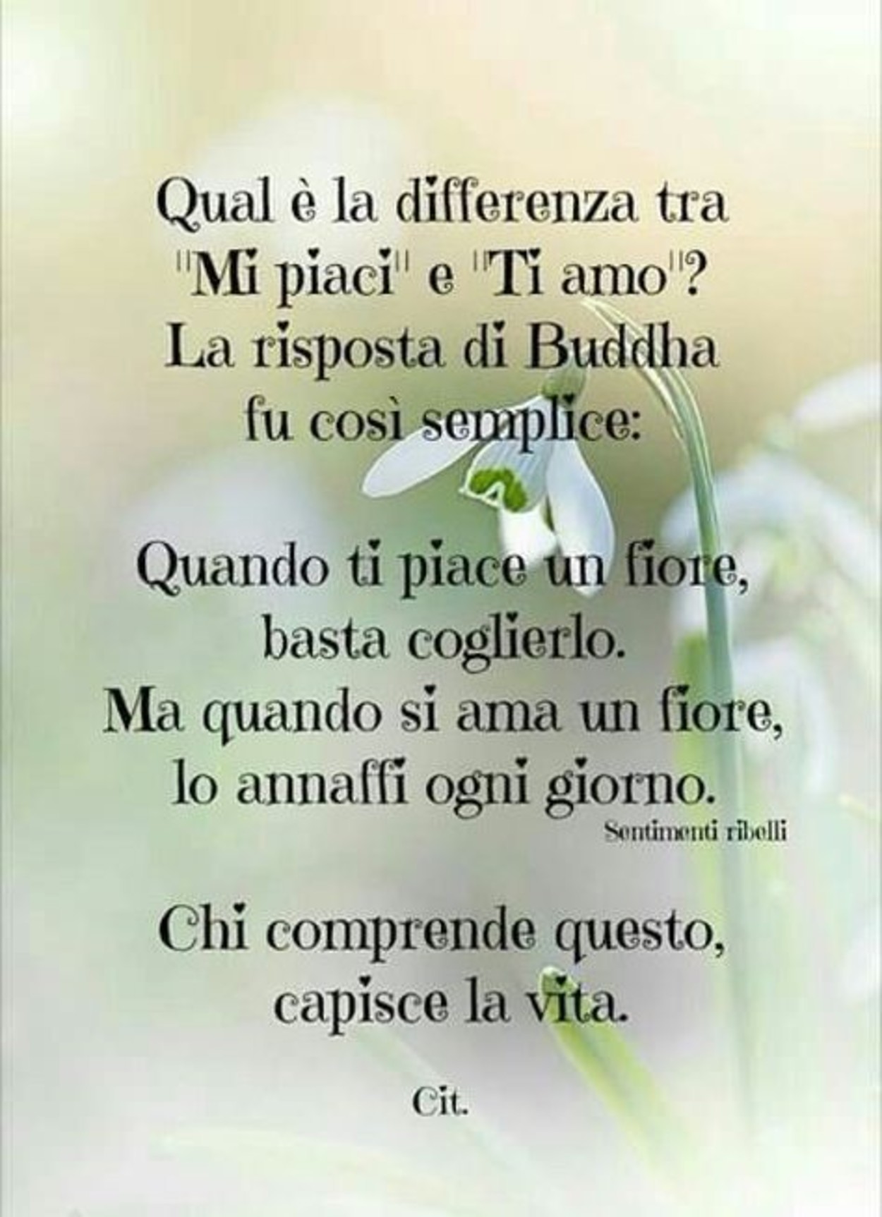 Citazioni gratis 6287