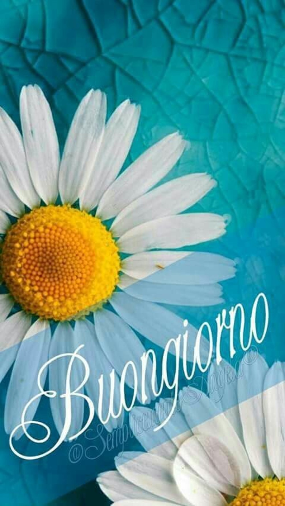 Buongiorno immagini WhatsApp gratis 1592